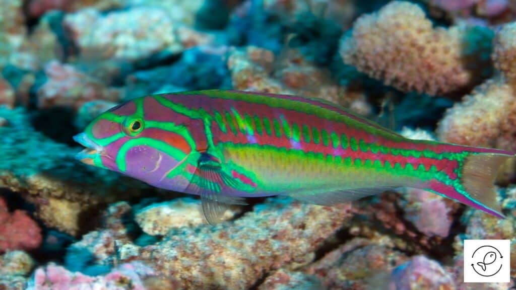 Wrasse eating food in an aquarium