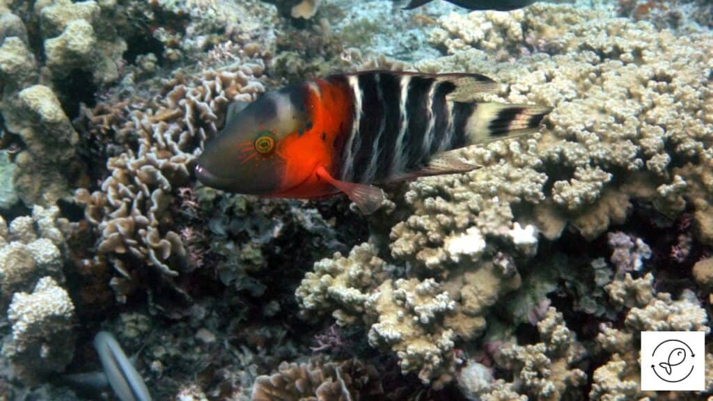 Wrasse in a tank