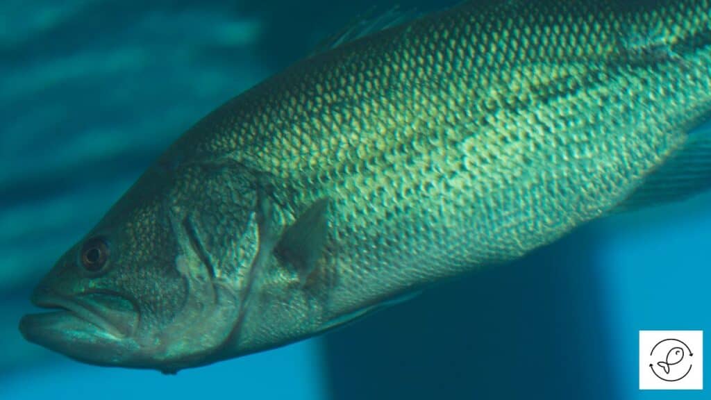 Bass fish