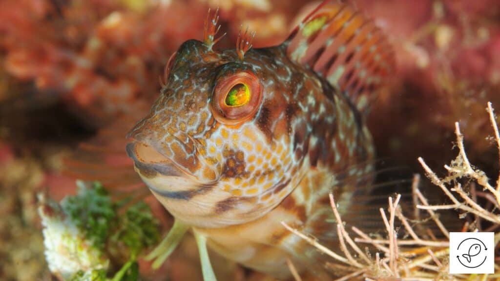 Blenny