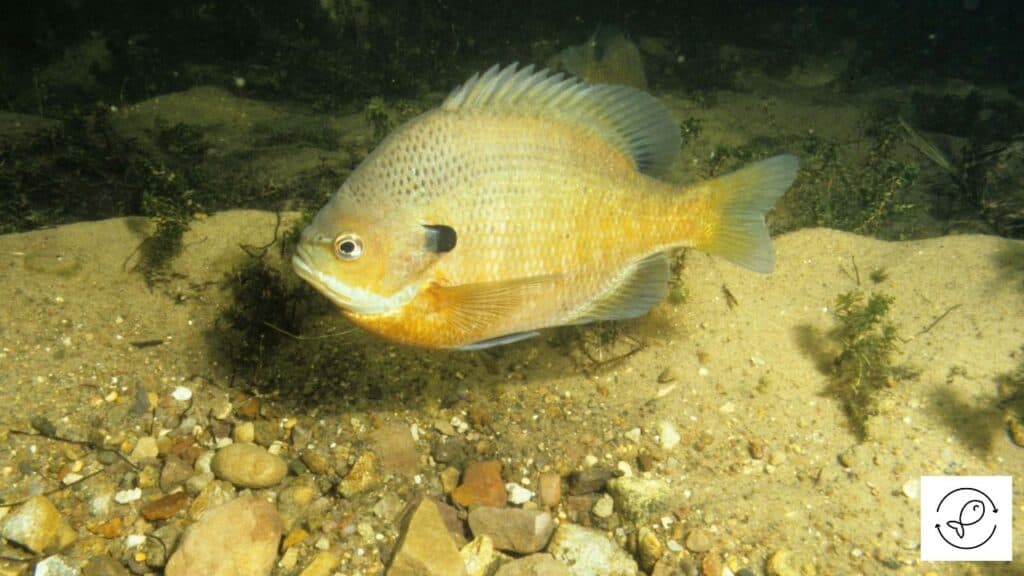 Bluegill fish