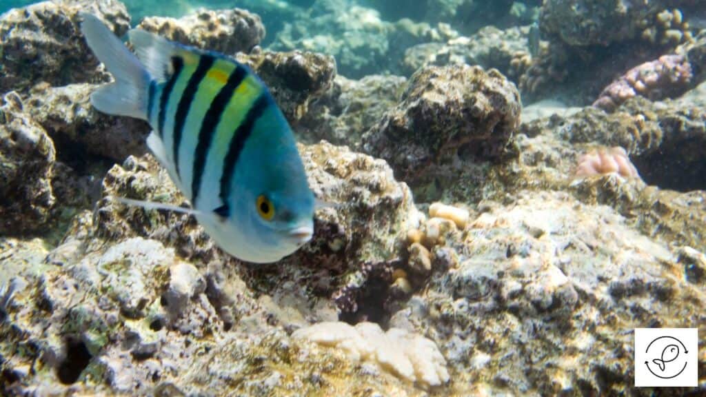 Damselfish
