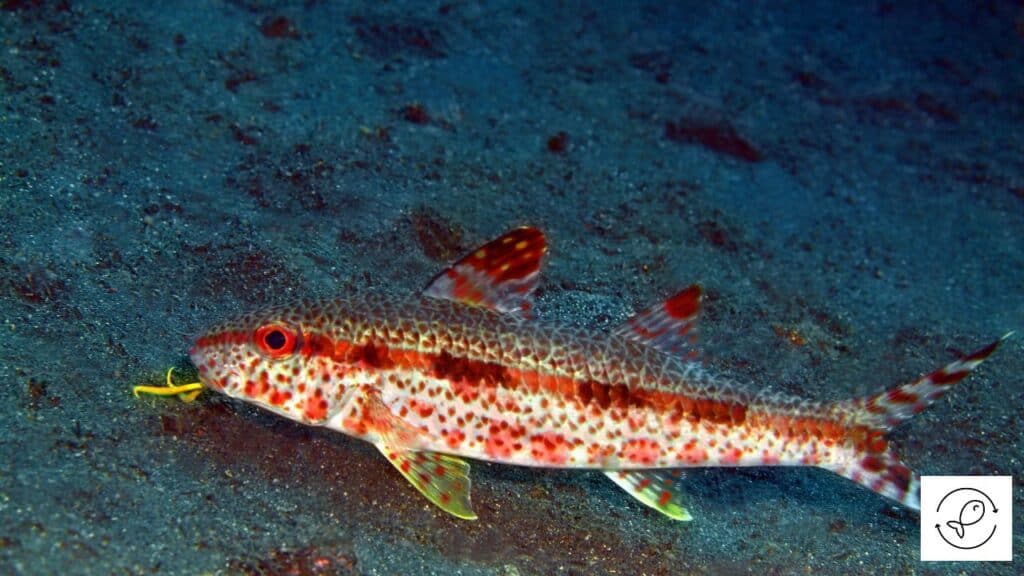 Goatfish