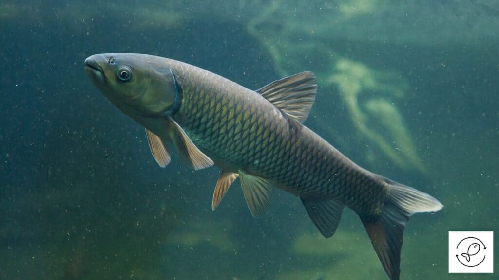 Grass Carp