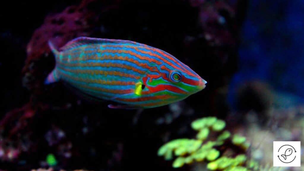 Melanurus Wrasse