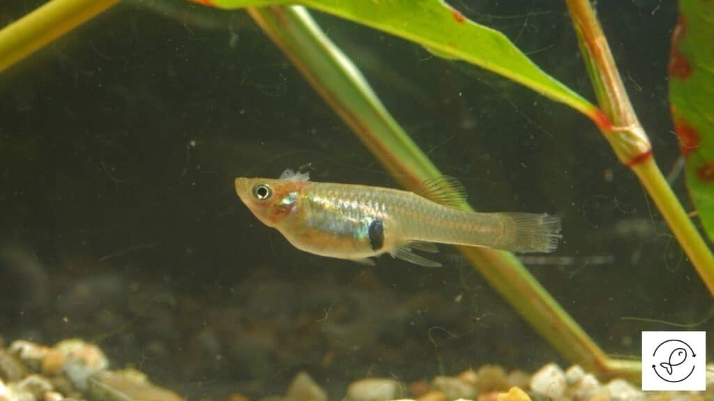Mosquitofish