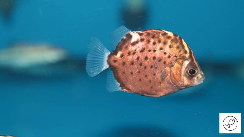 Scat fish