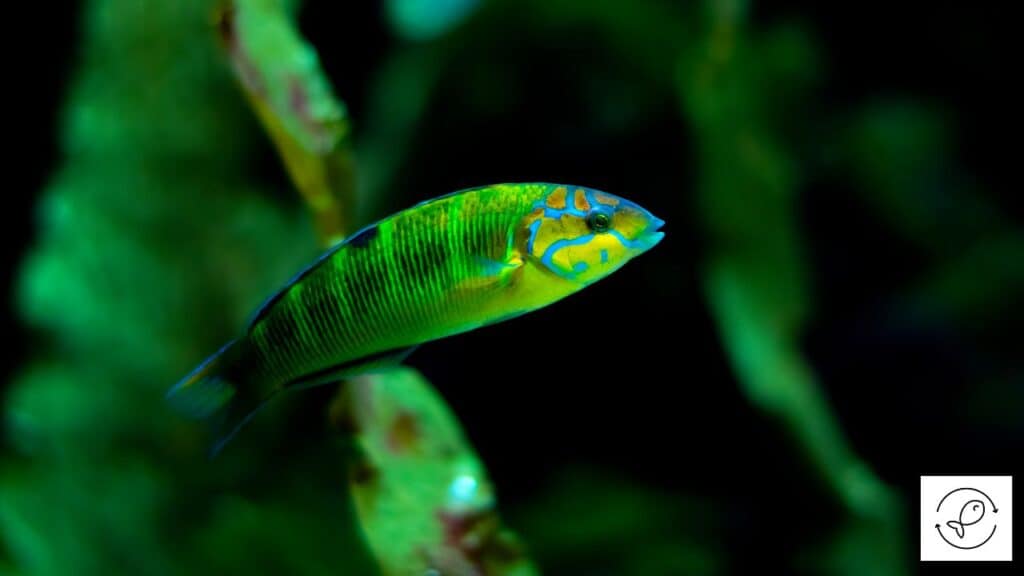 Sunset Wrasse