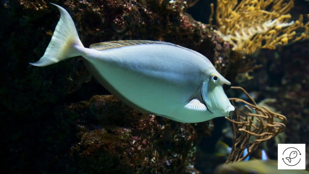 Unicornfish
