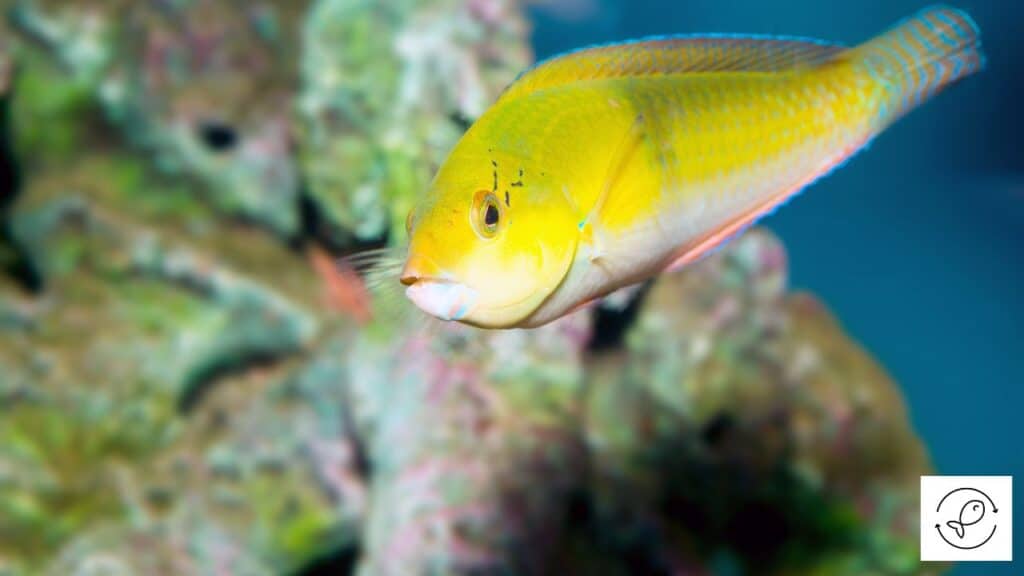 Yellow Coris Wrasse