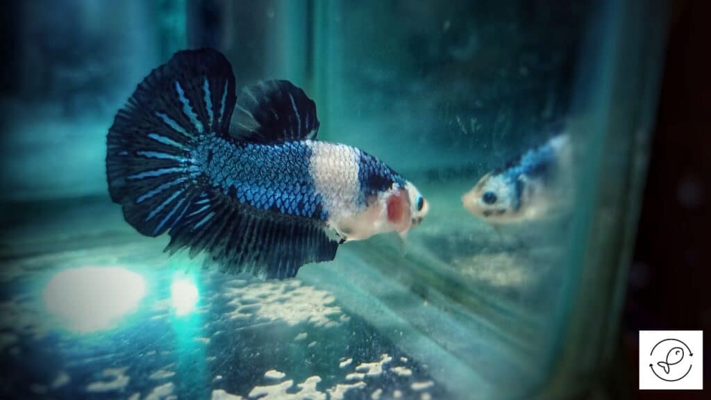 Betta in poor quality water