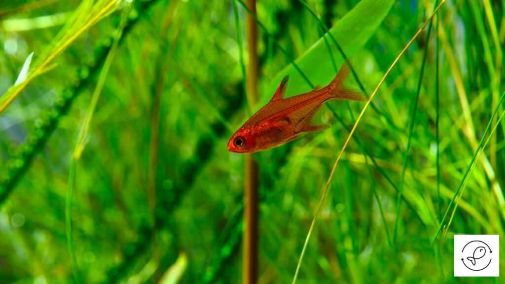Ember Tetra