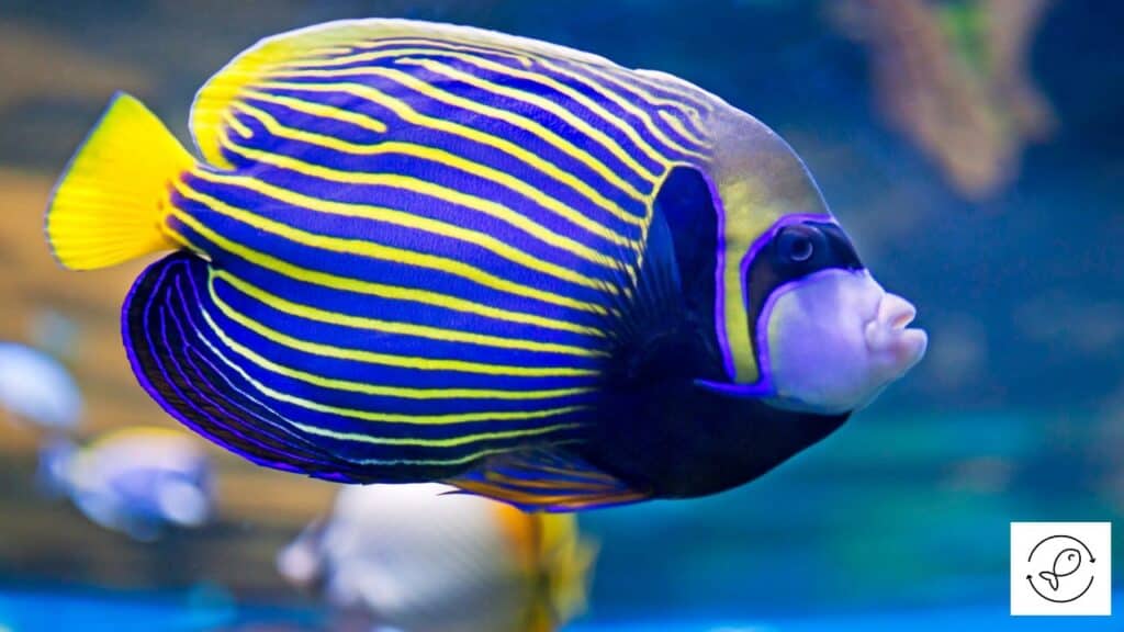 Emperor angelfish