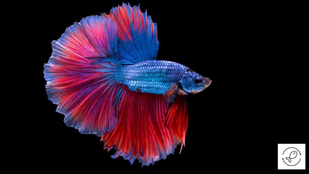 Female betta flaring fins