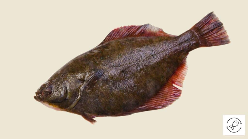 Flatfish