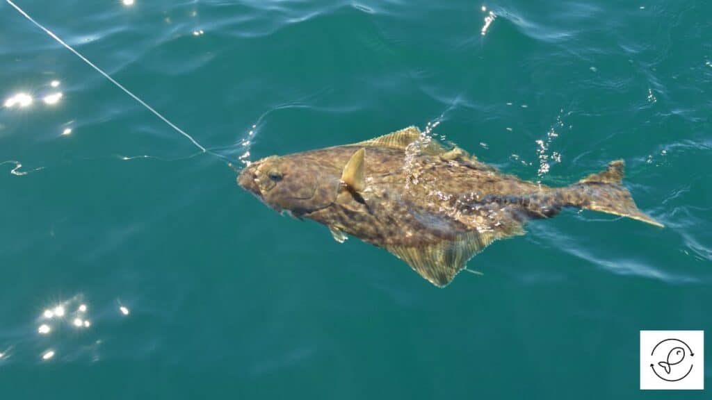 Halibut