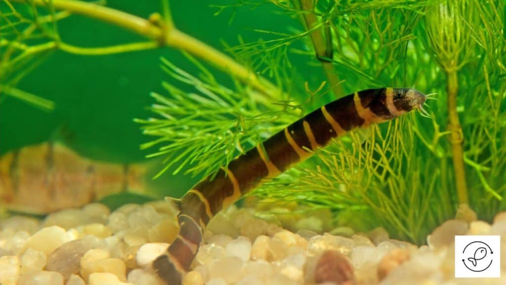 Loach