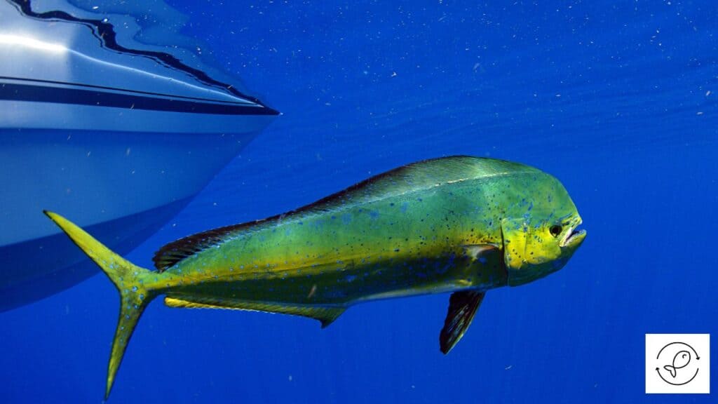 Mahi Mahi