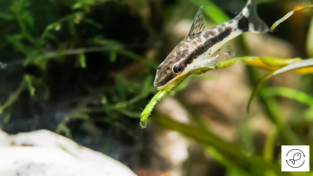 Otocinclus catfish
