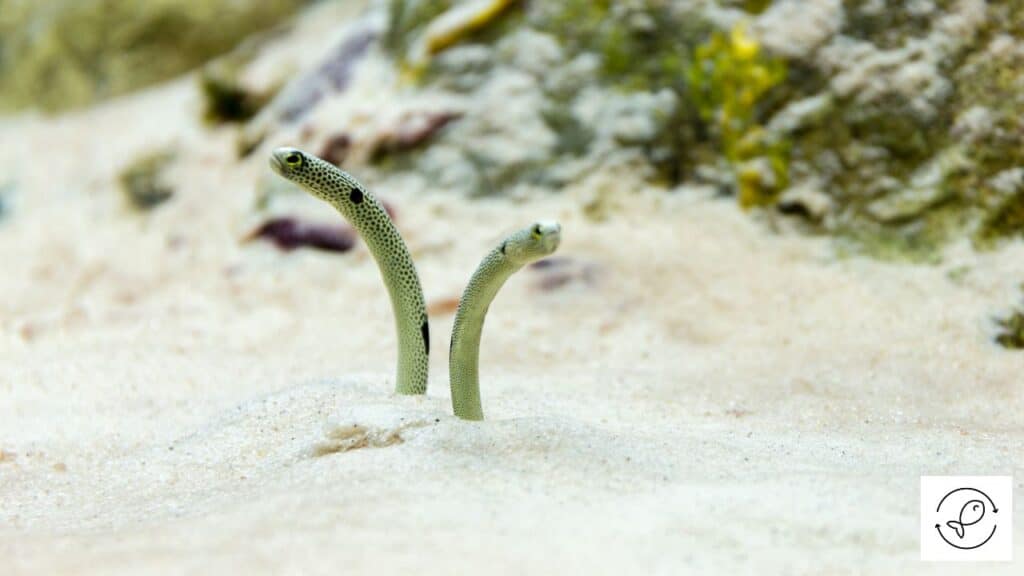 Sand Eels