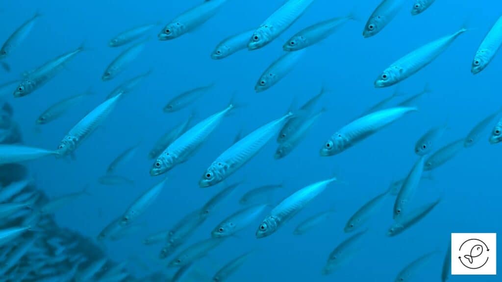 Sardines