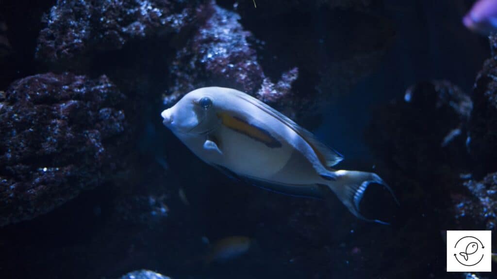 Surgeonfish