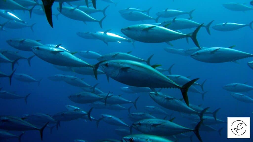 Tunas