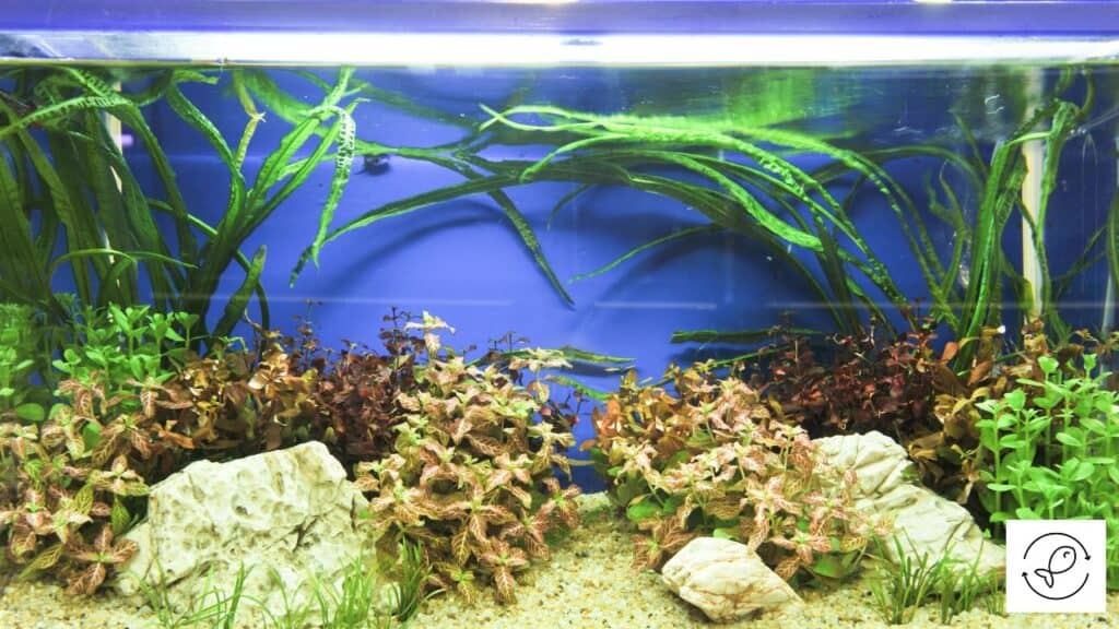 Well-lit aquarium