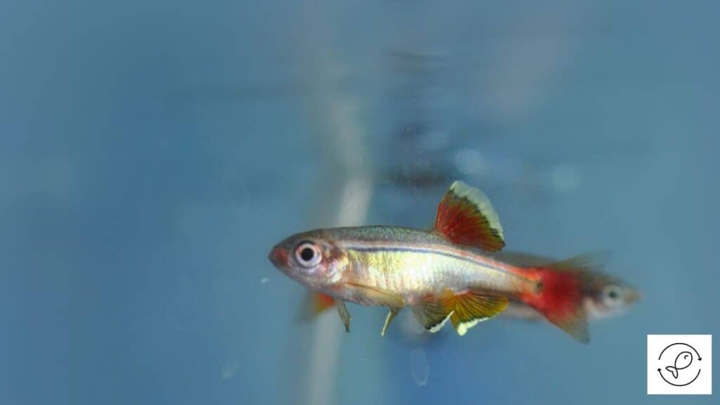 White Cloud Mountain Minnow
