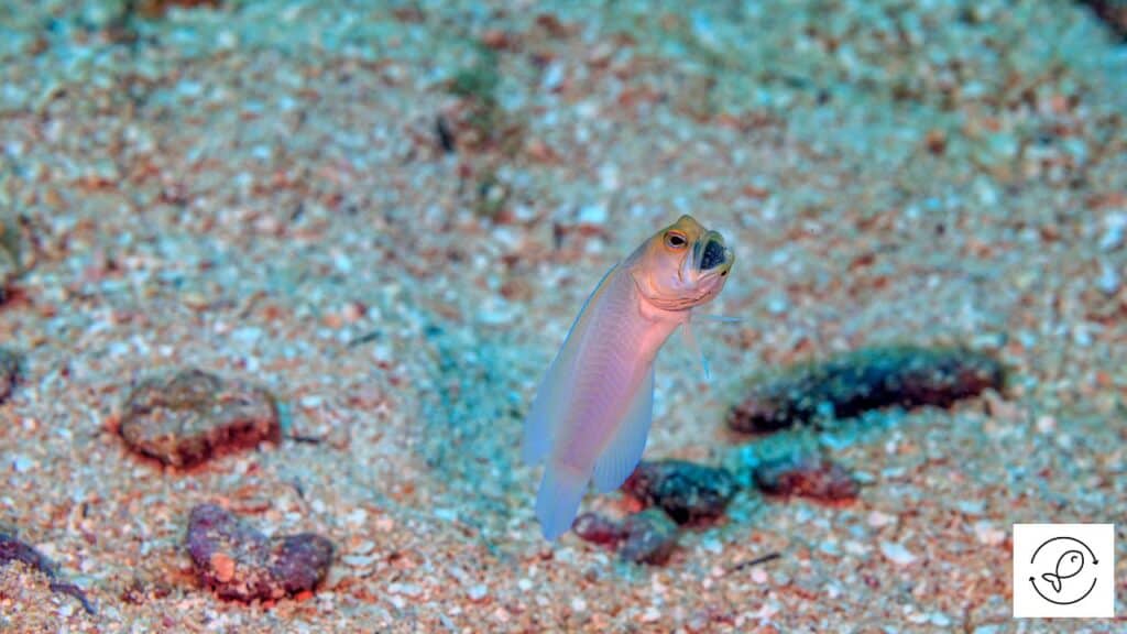 Yellowhead Jawfish