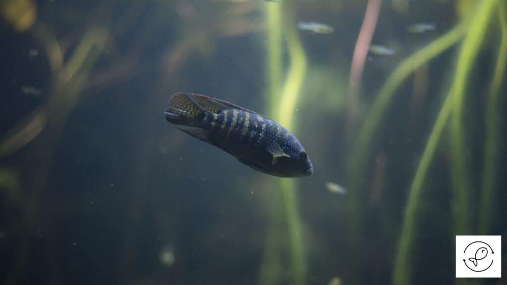 African Cichlid