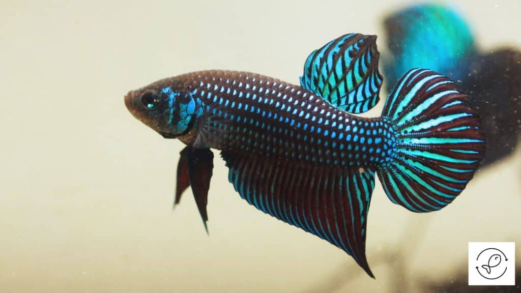 Betta in adequate water temperature