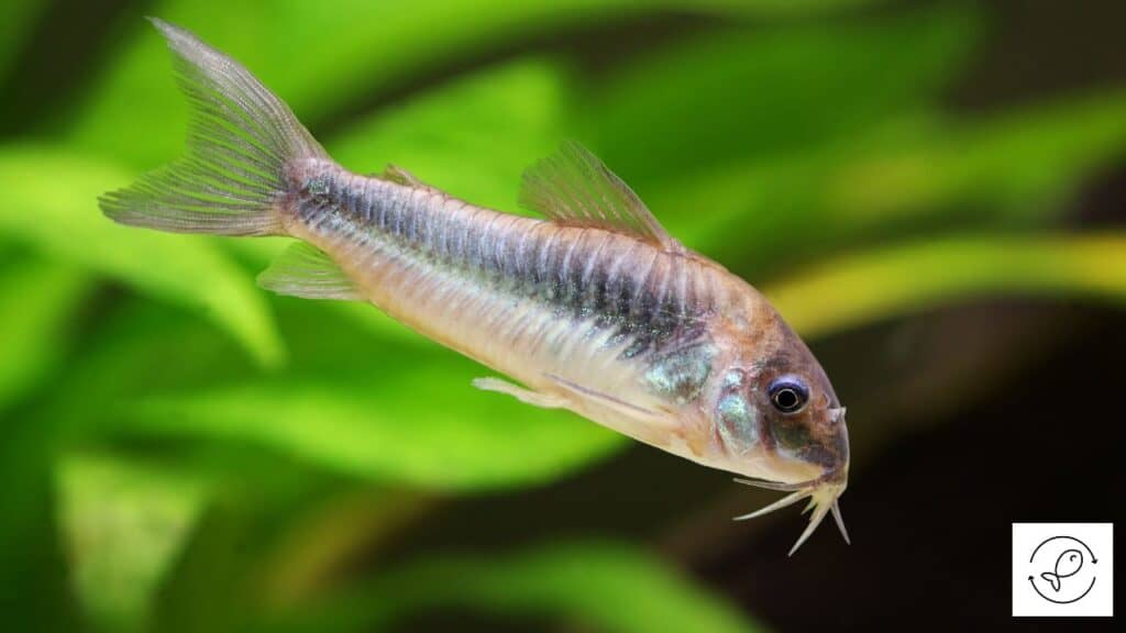 Emerald Green Cory Catfish