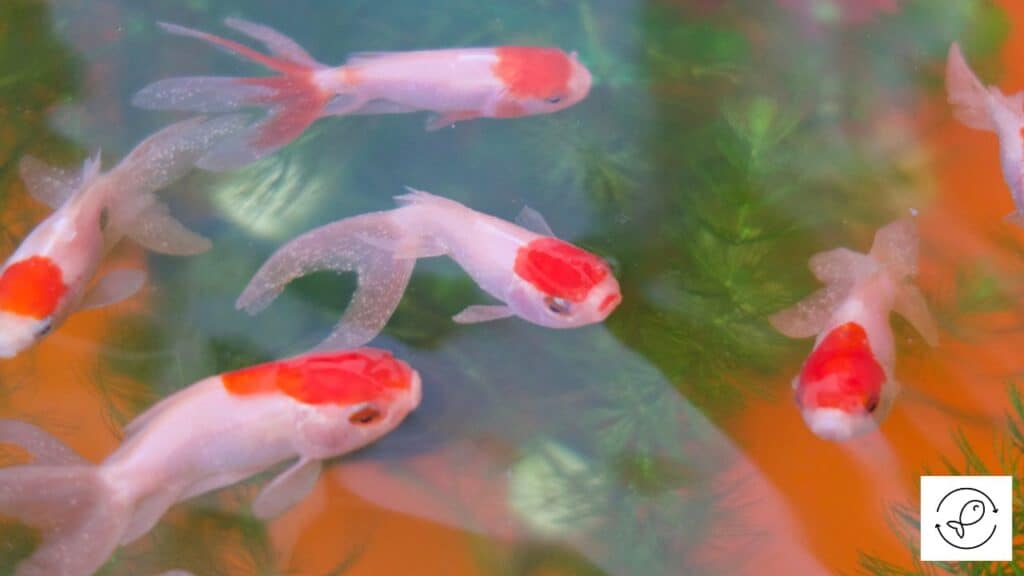 Fish having ich
