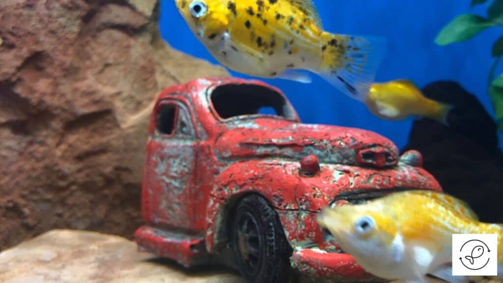 Molly tank