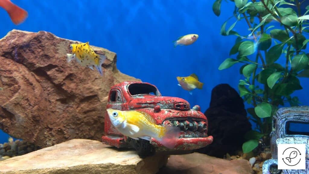 Molly with tankmates