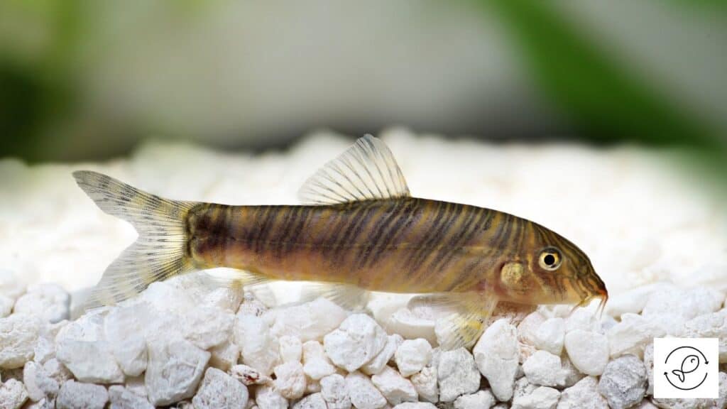Zebra Loach