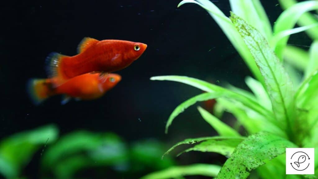 Male and female platies