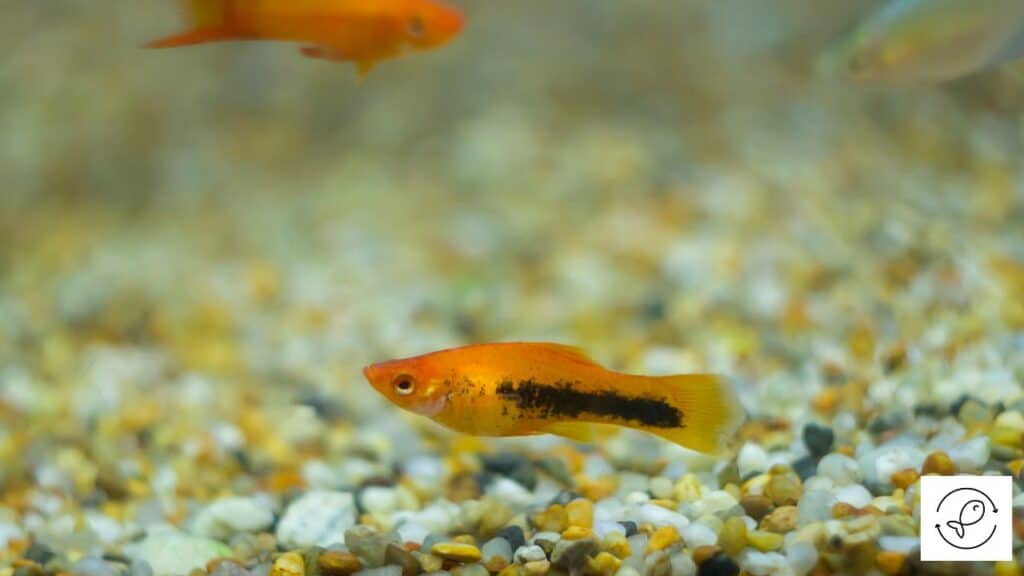 Molly in water with sufficient oxygen