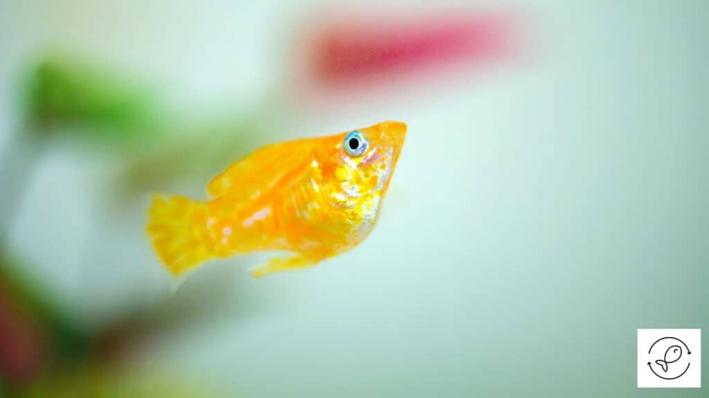 Molly that is larger than guppies