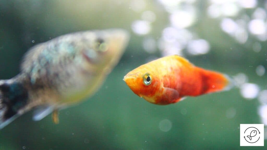 Platies of different color