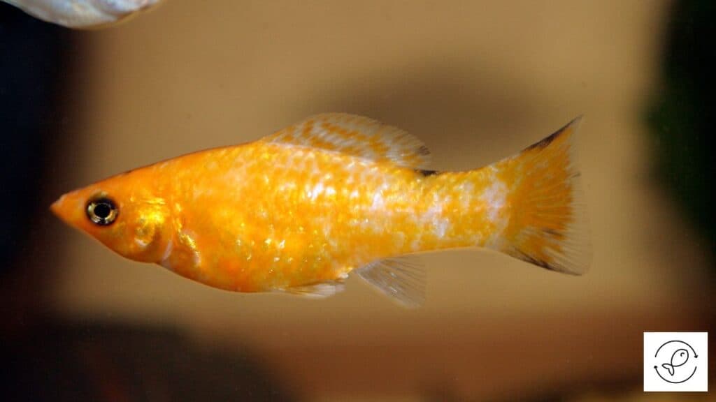 Molly Fish