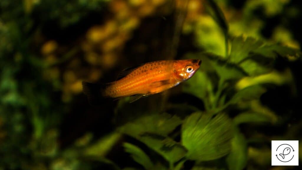 Platy