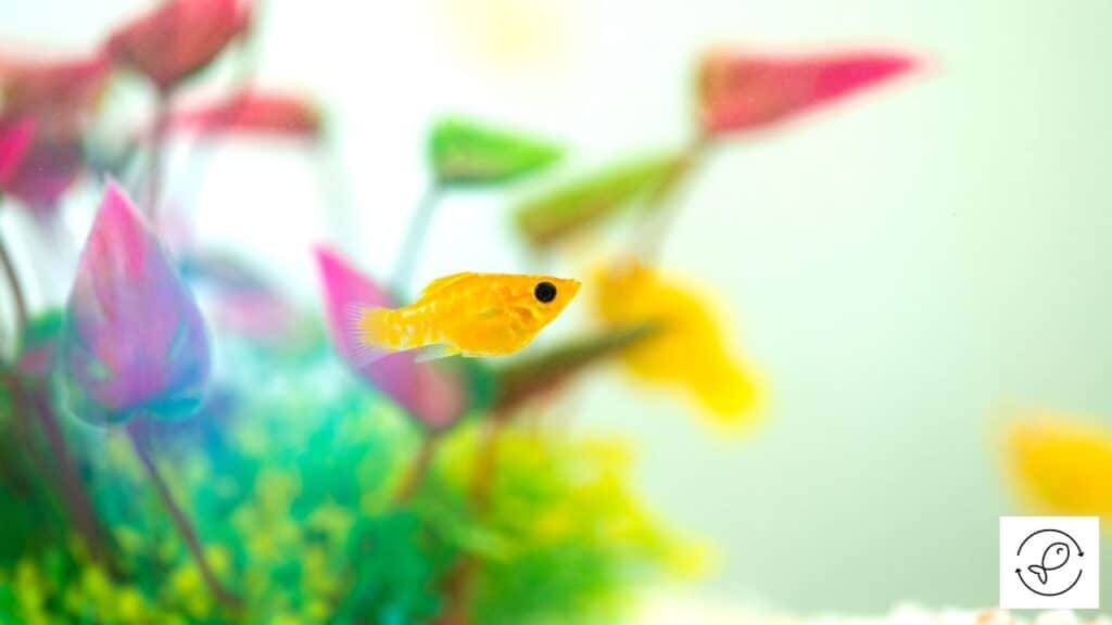 Molly in a tank without betta