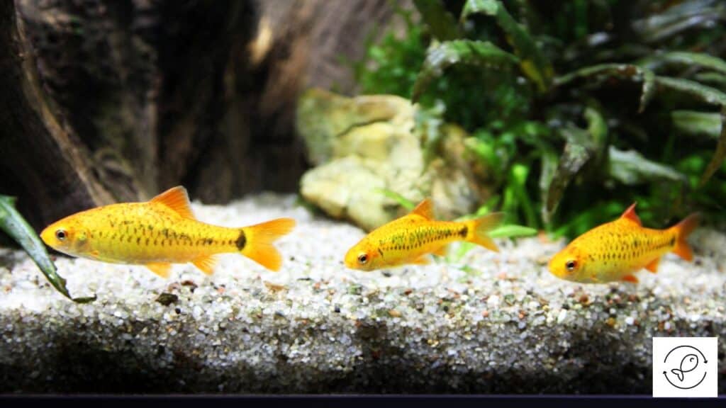 Platies tank