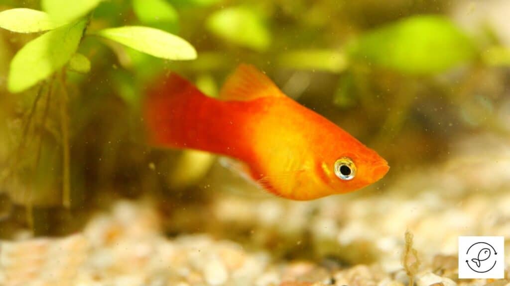 Platy in its habitat