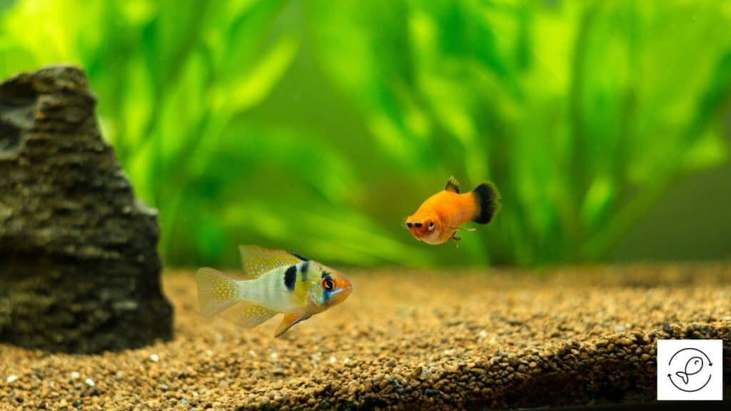 Platy with tankmate