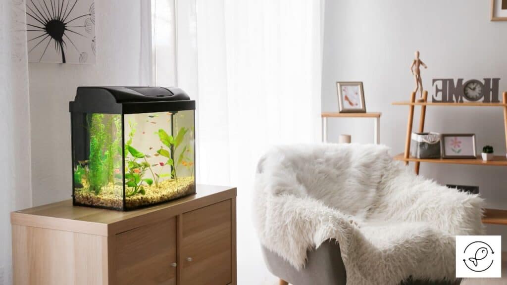 Aquarium kept near a window
