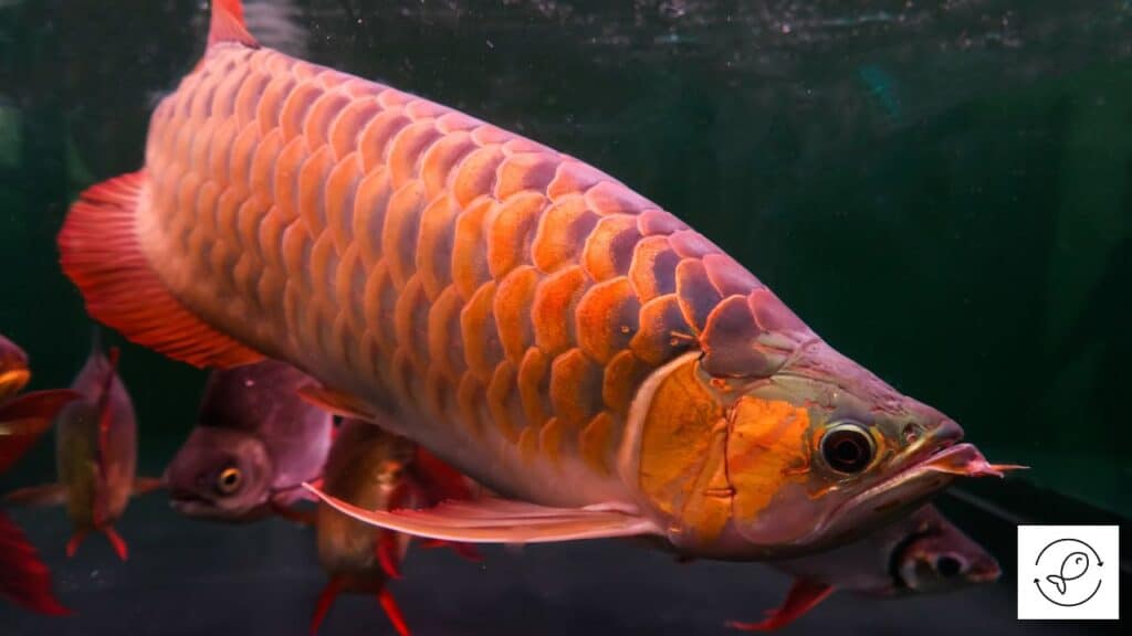 Arowana in a large tank