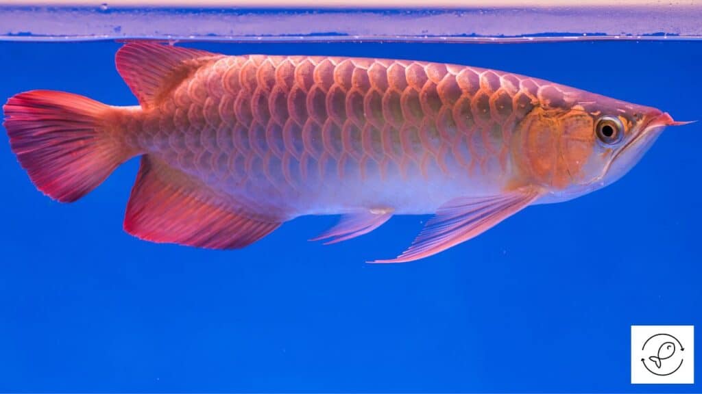 Arowana in a tank